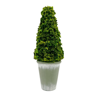 Preserved 17" Cockscomb Cone Topiary Plant - Lacuisinebozeman