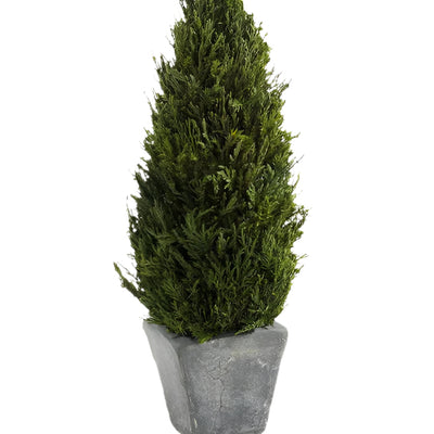 Cypress Tree Topiary, Small - Lacuisinebozeman