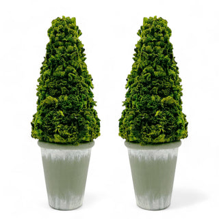 Preserved 17" Cockscomb Cone Topiary Plant - Lacuisinebozeman