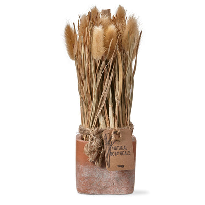Leguras Harvest Potted Dried  Plant - Lacuisinebozeman