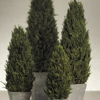Cypress Tree Topiary, Small - Lacuisinebozeman